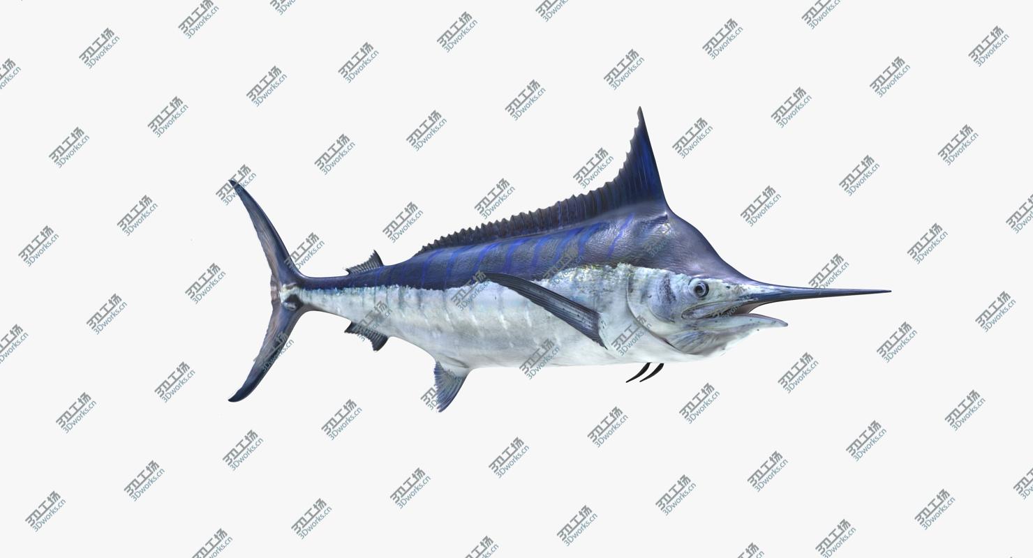 images/goods_img/202105074/Blue Marlin Rigged for Maya/2.jpg